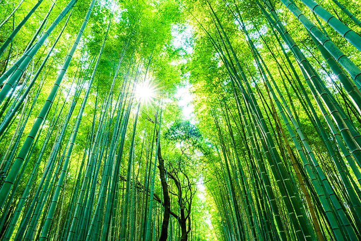 오사카3일#부산출발#이색여행#나라사슴공원#고베야경#천연온천#노면전차탑승#기모노숲